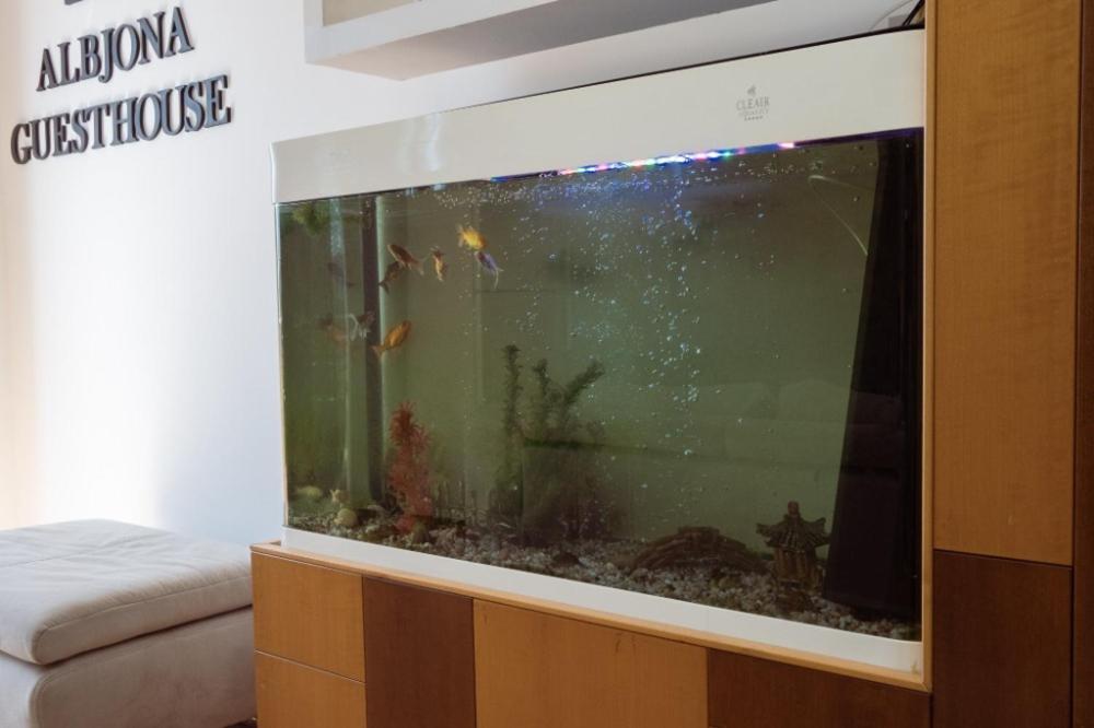 Albjona Guesthouse Tiranë Eksteriør bilde